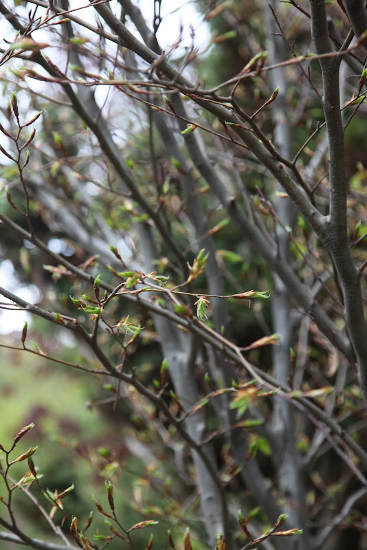 tree serrated leaves pink flowers