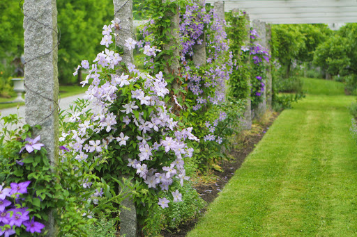 Steel wire was wrapped around each post of this long pergola so that the climbing tendrils of the clematis vines can attach and climb easily. Those varieties without tendrils are attached to the wires with garden ties.