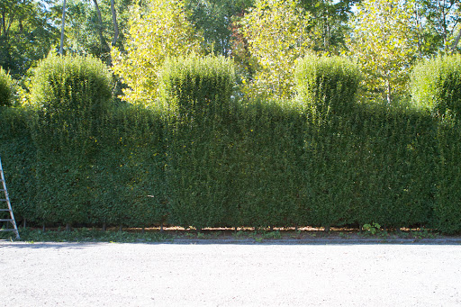 About four years ago, it was decided to prune this hedge using a classic European style of pruning, giving it a nice sculpted look.