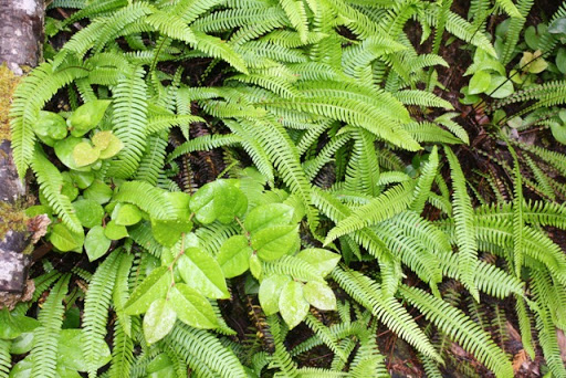 There were ferns everywhere, as the cool damp weather is the perfect environment for them.