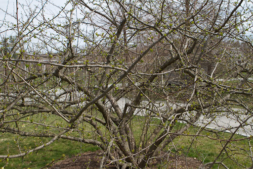 This is a sargent crabapple tree. It will soon produce pink buds that open into pure white blossoms followed by 1/3