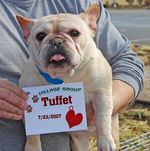 And Tuffet at intake - Hi! Unlike Little Miss Muffet, I need that nose butter instead. After that I must see a vet, get my heart-worm meds, and vaccination. Oh yeah... and a spay procedure. Luv & Licks, Tuffet