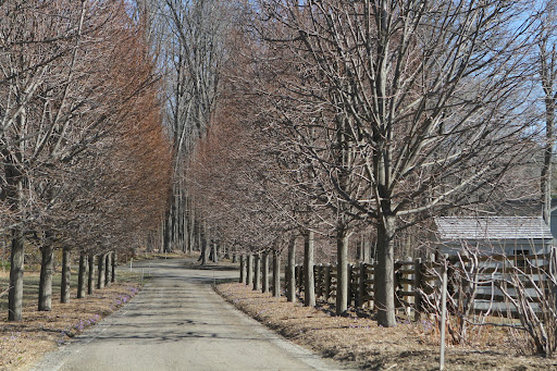 The blue-flowering bulbs are beginning to bloom beneath the linden allee. You may recall that three years ago, 116,000 spring-flowering bulbs were planted in these two long beds.