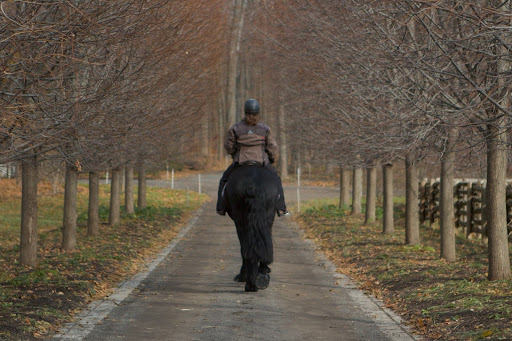 A walk through the linden allee