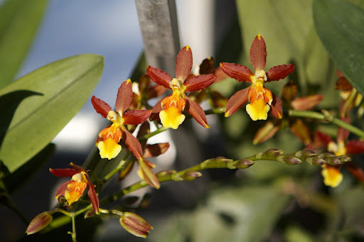 It is an Oncidium hybrid. The petals of many Oncidiums are ruffled on the edges, as is the lip. Each flower looks like a little face.