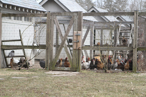 Every afternoon at three o'clock, the chickens, roosters, and guinea fowl gather and wait for Phurba to come and feed them.