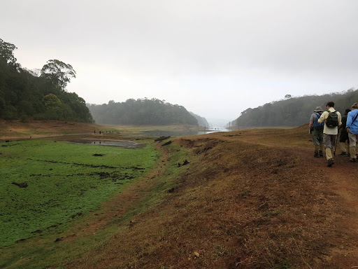 Our first excursion was a three-hour walk into the park around the edges of Periyar Lake. We were given “leech socks” to wear over our socks and pant legs – I was relieved that we didn’t encounter any leeches!