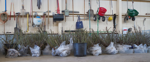 After driving the dug up roses from East Hampton to Bedford, they were unloaded in the equipment barn, where they would be cool and out of direct sunlight. This was the first load, delivered last Wednesday.