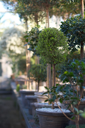 Lemon cypress is coniferous evergreen tree that has greenish-yellow foliage. The leaves give off a lemony fragrance, especially when cut, which is one reason I love it.