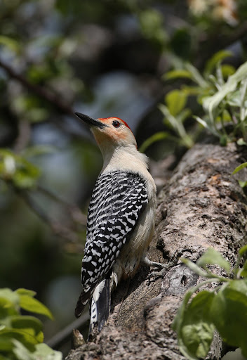 Red-bellied woodpeckers are known to use cracks in trees and fence posts to store food for later consumption.