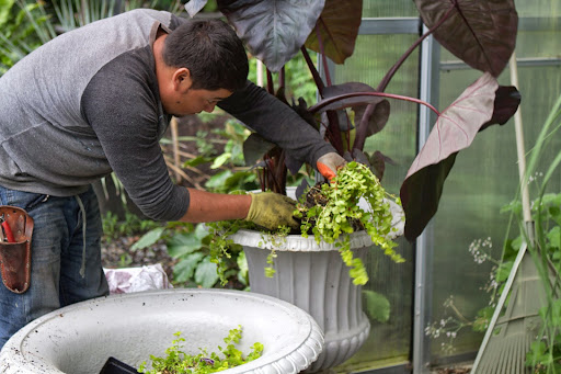 Wilmer then planted elephant ear Black Magic in an upright urn and surrounded it with Lysimachia, or golden creeping Jenny, a low-growing, evergreen groundcover with golden-yellow leaves, making for a very nice contrast.