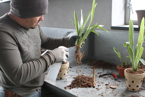 Wilmer sprayed the roots with Physan 20 Orchid Disinfectant, which is used to control bacteria, fungus, virus and algae. It's a good preventative measure when repotting.