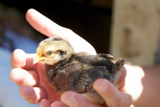 This chick is a Cream Legbar, which lays beautiful blue eggs. This happens to be one of the most highly sought after, and rarest breeds in this country.