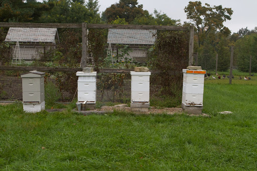 Here are my four beehives in the process of being prepared for the winter months ahead. You may recall last May when the gray hive on the left was created by splitting the white hive next to it.