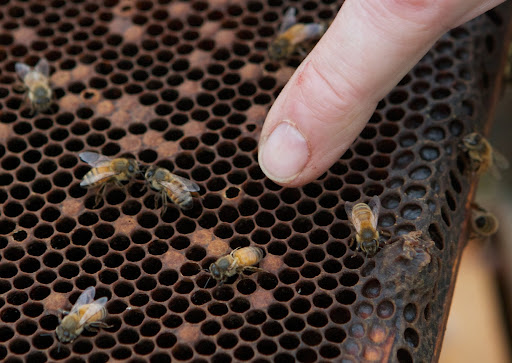 This bothers him - This bee has no real wings and is moving about very slowly, caused by a condition known as deformed wing virus. The virus is carried by the varroa mite and requires a different medication.