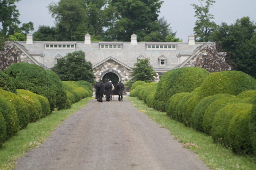 Betsy collected the Friesians from their night out in the paddock and was leading them to the stable.