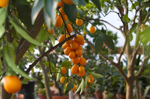 Unlike other citrus, the entire fruit is meant to be eaten. The peel has a sweet flavor and the fruit has a strong tart taste. I love eating them right off the tree, but they can also be cooked in a sugar syrup to enjoy as a dessert.