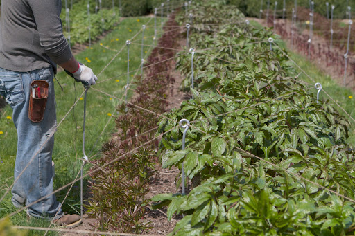 He then threads the eyes, enclosing the sides of the peony bed and repeats the entire pattern through the top eye holes. When blooming, the peonies are very top-heavy and these string supports keep the plants upright.
