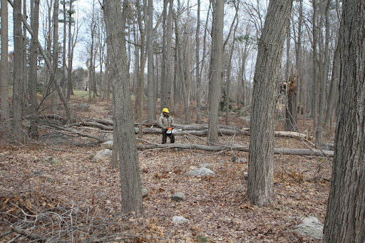 My farm crew has been working on fallen tree removal, one section of the property at a time.