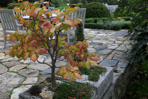 And onto the terrace to see more signs of autumn - This stewartia tree growing in a hypertufa pot, which we made on my television show, is changing with the season.