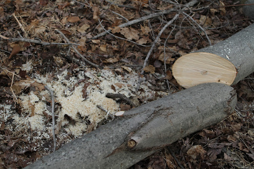 To keep up with the high demand for the lumber, ash trees are cultivated in many forest areas.