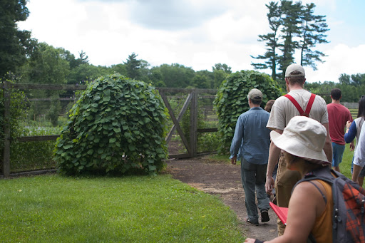 The entrance to the vegetable garden is flanked by two weeping red bud trees. In early spring, the leafless branches are covered with lovely lavender blossoms. The umbrella of heart-shaped leaves grow after the flowers fade.