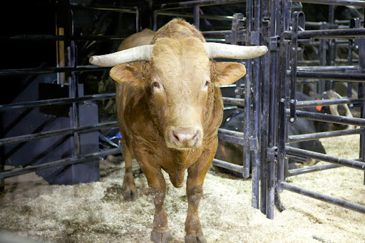 In the PBR, the bulls are treated with as much respect as the humans who ride them. A bull bucks only one time per day and no more than two times total at a typical event.