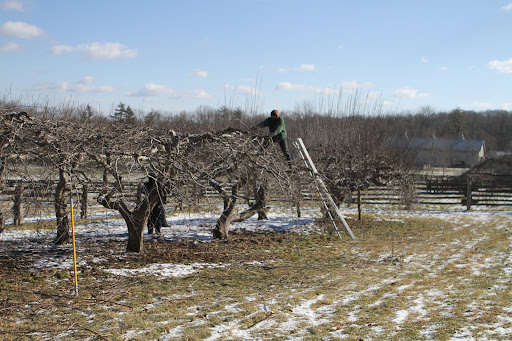 When pruning apple trees, there are a couple of goals. On young trees, pruning encourages a strong, solid framework.