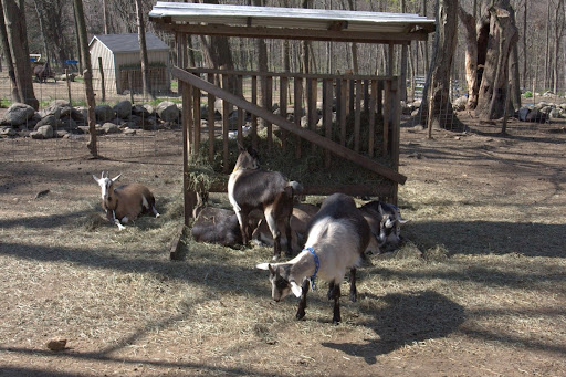 Of course, goats are at the heart of Rainbeau Ridge.