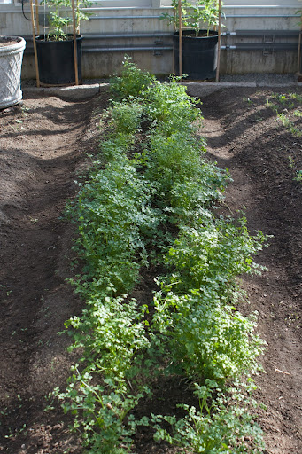 One of my favorite culinary herbs is chervil, a member of the parsley flavor that's frequently used in French cuisine. Chervil has a mild, slightly liquorice flavor, and is a good addition to omelets.