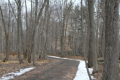 The carriage road through the back woods