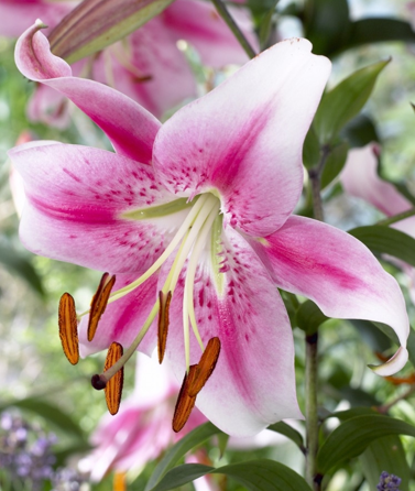 Orienpet lily Anastasia - huge glistening white flowers with slightly recurved tips and deep rose-pink brushmarks overlaid with a paler pink flush, dark rose speckles and a three-cornered white and lime-green center. Photo credit: John Scheepers Catalog