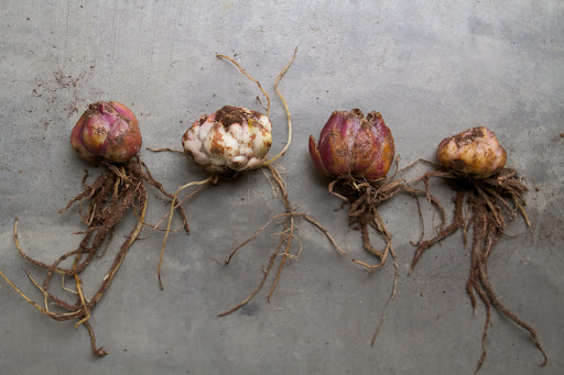 I chose four different lilies - These are the bulbs of Anastasia, Casa Blanca, Regale Album, and Conca Dor.