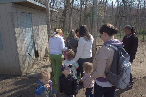 They filed into the hen yard.