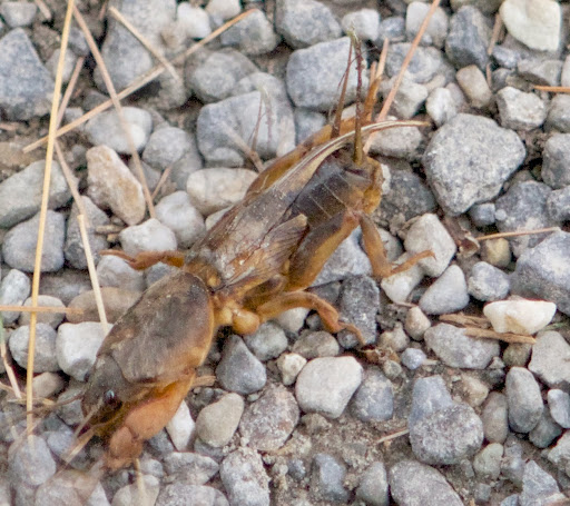 This is a mole cricket. These large ugly insects burrow and eat everything they come in contact with. In the past, many vegetable plants were lost to their voracious appetites and root vegetables were difficult to grow because they bored holes right through them.