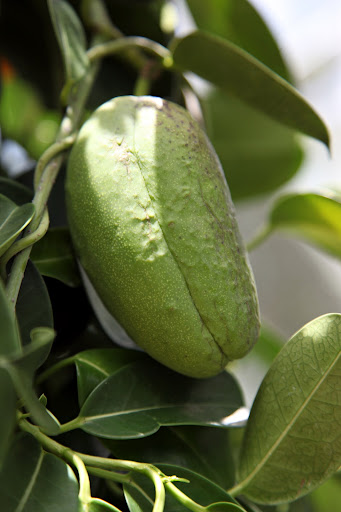 Stephanotis Fruit