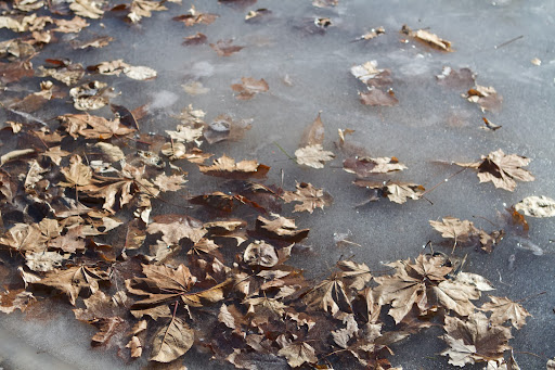 Unfortunately, birds must find water elsewhere, as this is frozen solid. The streams in the woods are still gurgling in places and I hope the birds are finding water there.