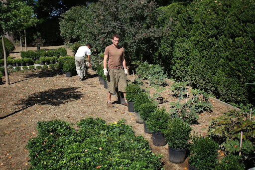 Green Velvet is a broad-mounded, compact form of boxwood that will mature to 2-4’ tall and as wide.