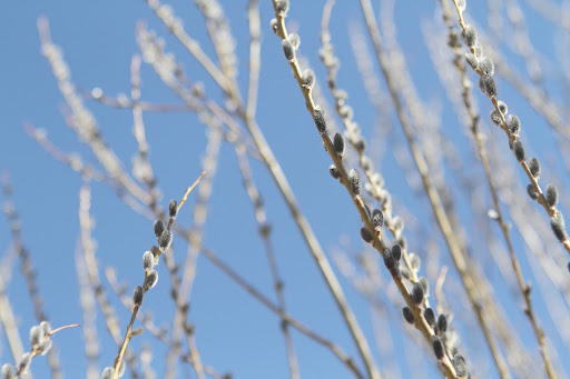 Pussy willows need to be pruned to control their size. When left unpruned, these bushes can reach heights of twenty-feet or more, making harvesting quite difficult.