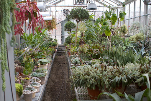 My plant collections are arranged on long tables. The center tables slide from side to side on a roller apparatus, opening new walkways between tables. This side of the greenhouse holds succulents and cacti and standard topiaries.