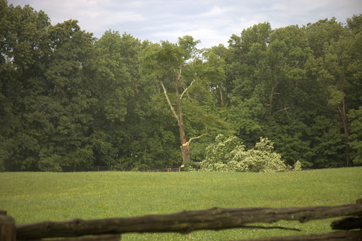 This old maple was a source of shade for the horses in their paddock - so sad.