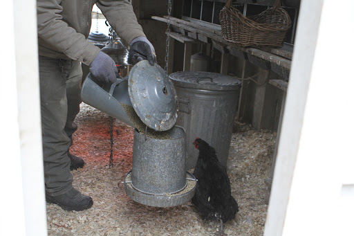 Inside the coops, Phurba fills the hanging feeders with organic layer feed. It provides the hens with protein, which helps them lay strong and healthy eggs.