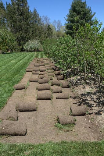 There are still many rose bushes from my East Hampton garden that are sitting in water, waiting to be planted. I thought they would look great next to the lilac allee. To enlarge the beds, the sod cutter was rented again.