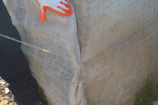 A lot of folding and tucking is involved. In this photo, you can see last year's stitch holes and even some old twine.