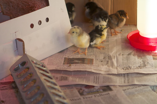 You can estimate that 10 chicks will consume about a pound of starter feed per day. With 34 chicks, that's more than 3-pounds per day!