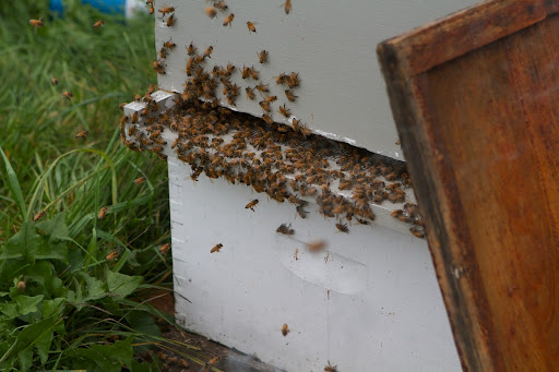 This bee hive appears very healthy, but it's always a good idea for a beekeeper to make thorough examinations to see if any problems are lurking.