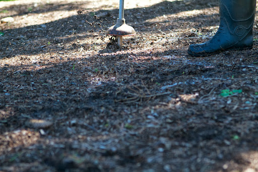 He evenly spaced the injections from about two or three feet from the tree trunk and out to the drip line of each tree, or the perimeter of the branches.