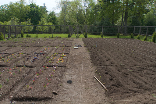 The left side of the garden is also planted with onions, leeks, and other root vegetables. The beds on the right side are being prepared for tomatoes, lettuce, and eggplants and peppers.