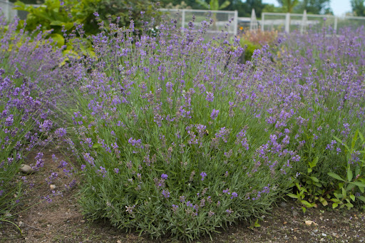 These very healthy lavender plants were grown from seed that my father collected many years ago. I had found a vial with a label dated 1963 in his handwriting. Ryan, my gardener, planted the seeds last year and had tremendous success.