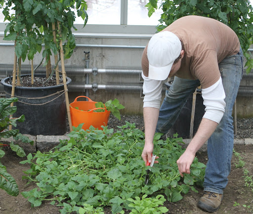 This patch is New Zealand spinach. This extremely hardy plant is not a true spinach, however its leaves are triangular like spinach and they are quite succulent and nutritious.